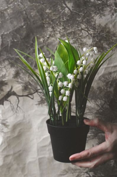 Hovedbilde Snøklokke i krukke