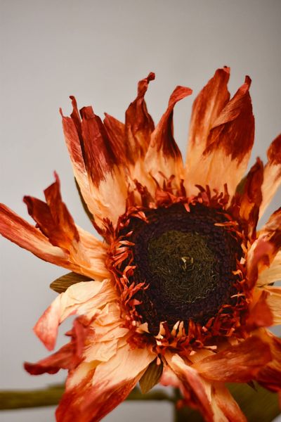 Hovedbilde Rust - Solsikke Papirblomst ...