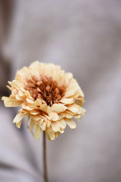 Hovedbilde Sand - Gerbera Papirblomst 30 ...