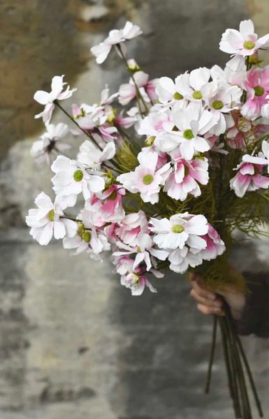 Hovedbilde Rosa - Cosmos 64 cm